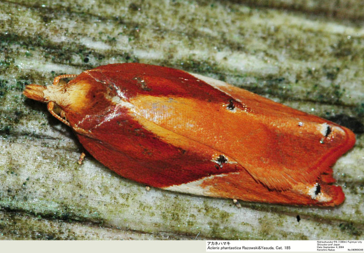 Acleris_phantastica_040904348.jpg